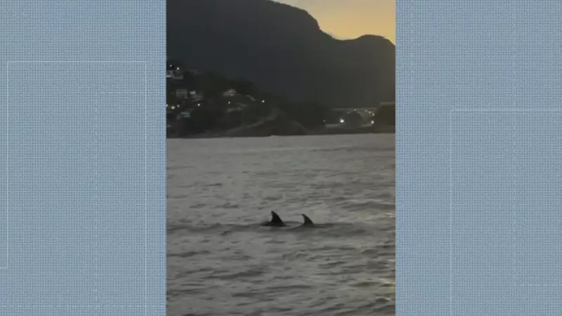 Golfinhos, baleia e tartaruga encantam alunos em passeio de stand-up paddle na Barra da Tijuca