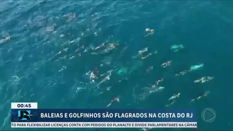 Golfinhos e baleias invadem o litoral do Rio de Janeiro em espetáculo raro — veja imagens!
