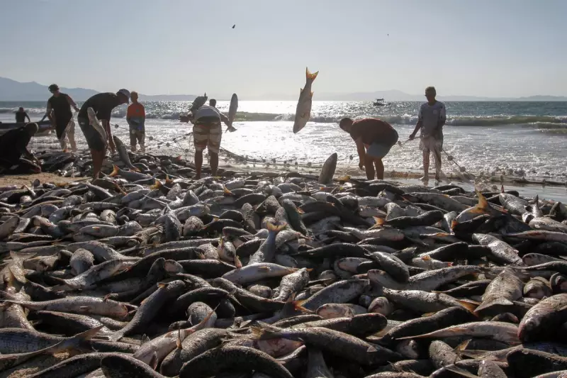 Governo Federal aumenta cota para pesca de arrasto da tainha em Santa Catarina