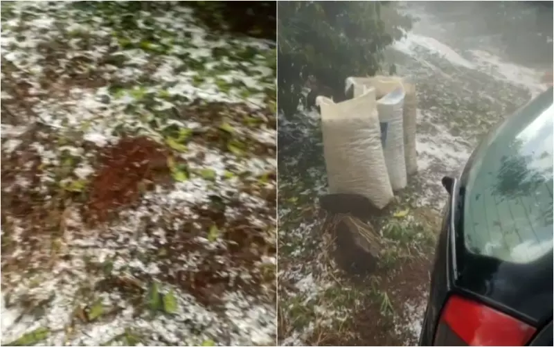 Granizo arrasa cafezais em MG: produtores precisam agir rápido para garantir indenizações