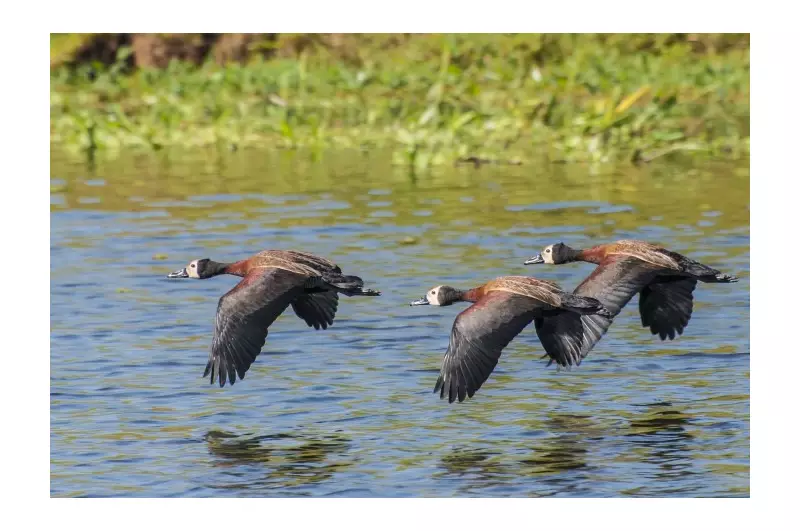 Gripe aviária em São Paulo: novos casos confirmados em aves do Parque Ibirapuera