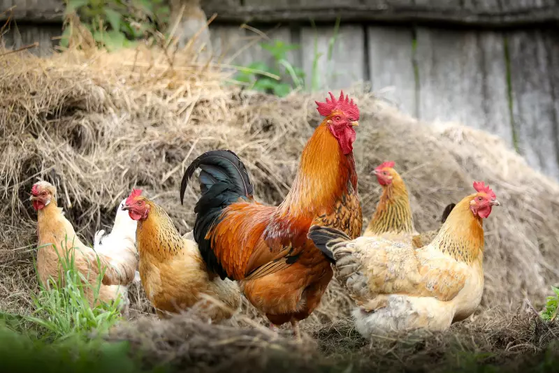 Gripe Aviária no Ceará: Japão Barra Importação de Frango e Ovos — Impactos e Preocupações