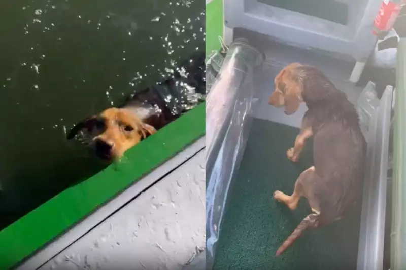 Herói do mar salva cachorra em apuros no litoral do Paraná — veja o vídeo emocionante!