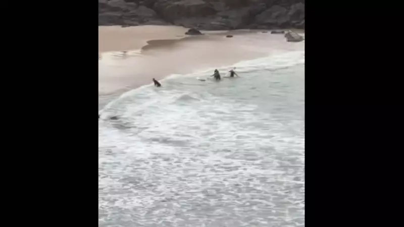 Herói enfrenta tubarão para salvar jovem em ataque na Austrália — veja o vídeo