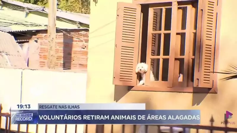 Heróis anônimos: voluntários arriscam a vida para salvar animais ilhados pelas enchentes em Porto Alegre