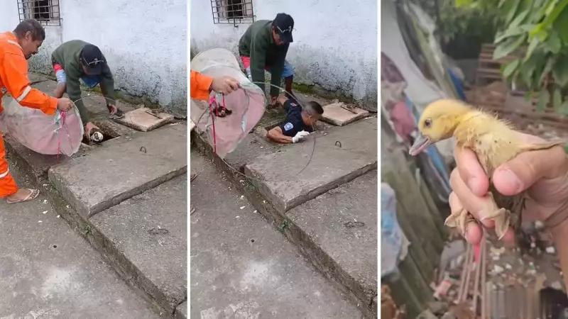 Heróis de Farda: Guarda Municipal Salva Seis Patinhos em Ação Digna de Filme em Praia Grande