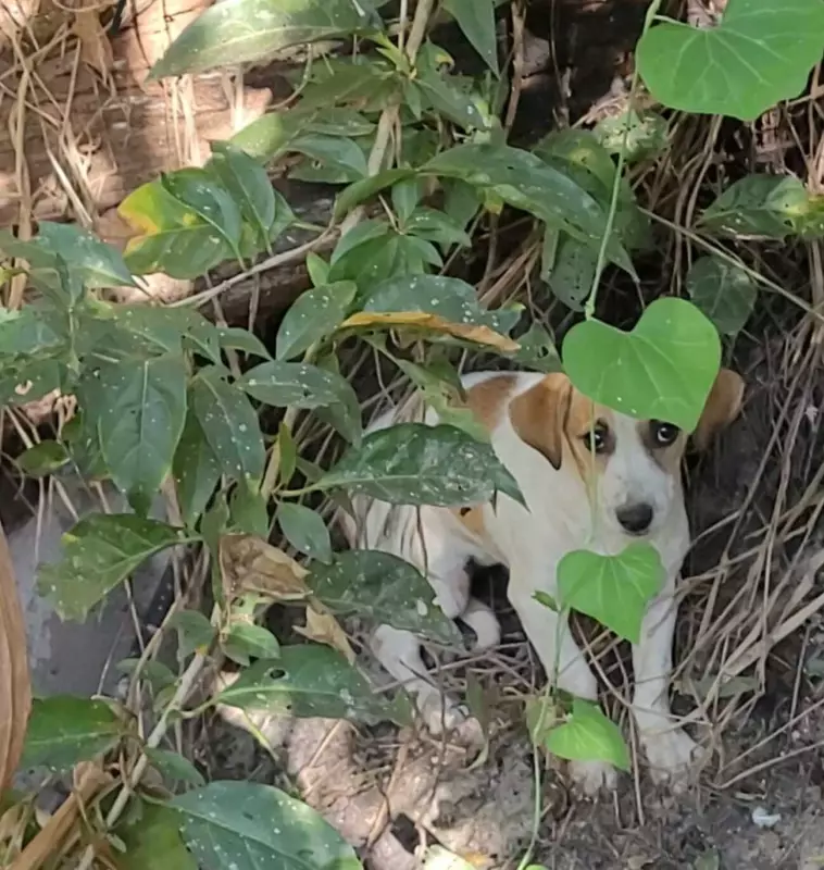 Heróis resgatam cachorrinha após queda de 10 metros em barranco — veja o vídeo emocionante!