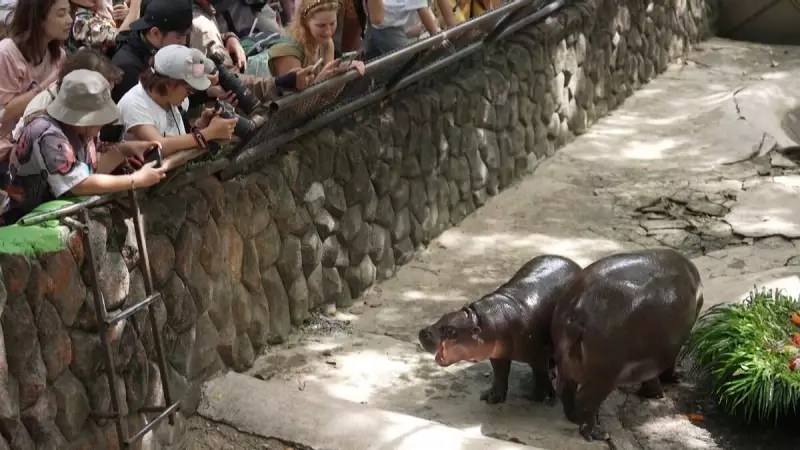 Hipopótamo Moo Deng: Sensação na Tailândia ganha festa de aniversário de 1 ano