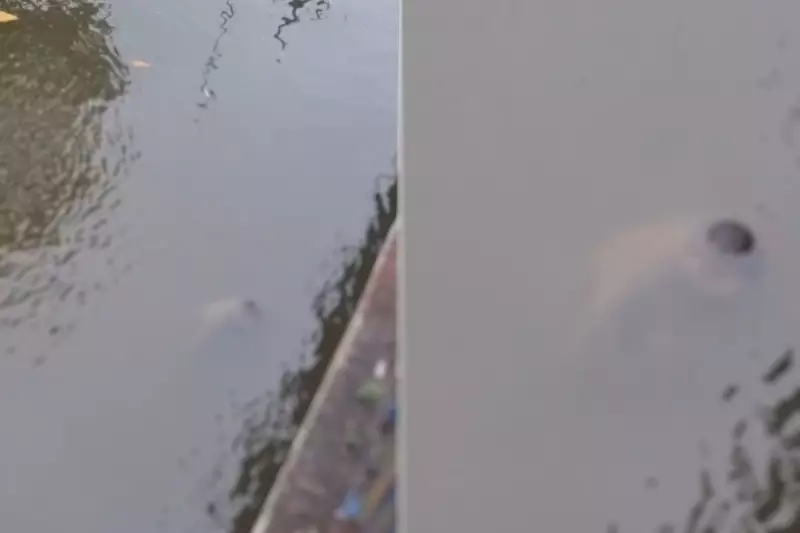 Homem é encontrado morto em rio de Mongaguá, SP: Polícia investiga morte suspeita