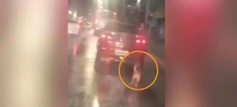 Homem é filmado abandonando cachorro em via movimentada — ato revoltante choca nas redes