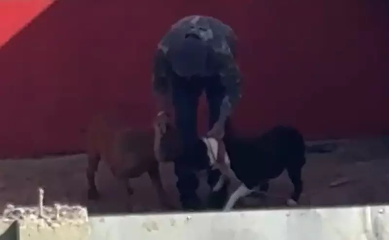 Homem é flagrado agredindo cachorros em Cascavel e pode responder por maus-tratos