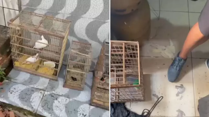 Homem é flagrado pela polícia após matar aves silvestres em Caruaru; animais são resgatados com vida