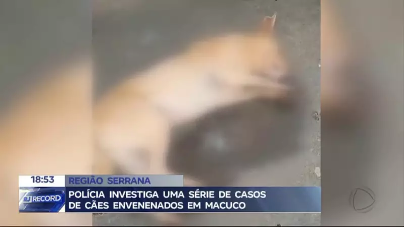 Homem é preso em flagrante por envenenar cães em Macuco, RJ: confira os detalhes