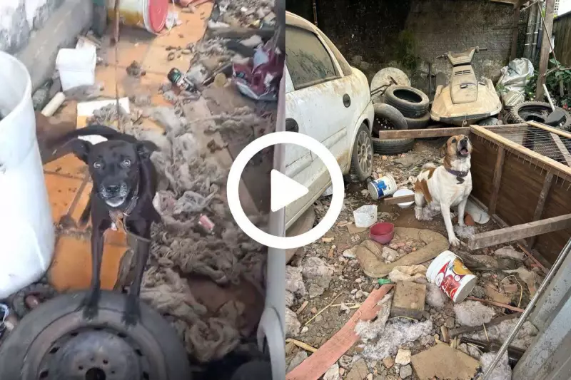 Homem é preso em Joinville por maus-tratos a cachorras em condições deploráveis