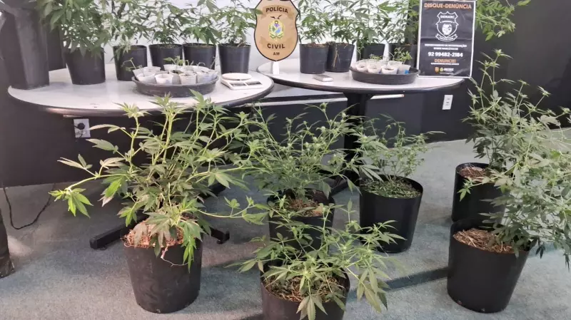 Homem é preso em Manaus por cultivar maconha em empresa de fachada — veja os detalhes