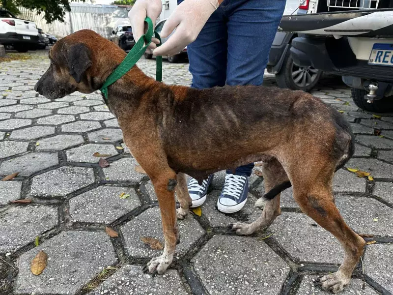 Homem é preso em Manaus por maus-tratos a cadela e por dívida de pensão alimentícia