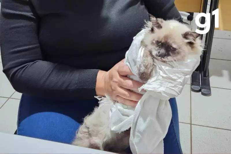 Homem é preso em MT por castração clandestina de gatos: entenda o caso