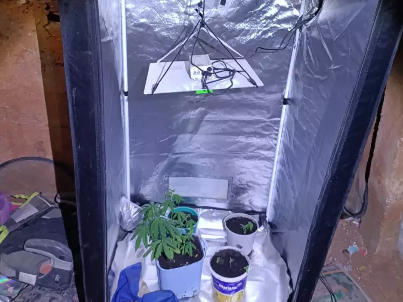 Homem é preso por cultivar maconha dentro do quarto em Governador Valadares
