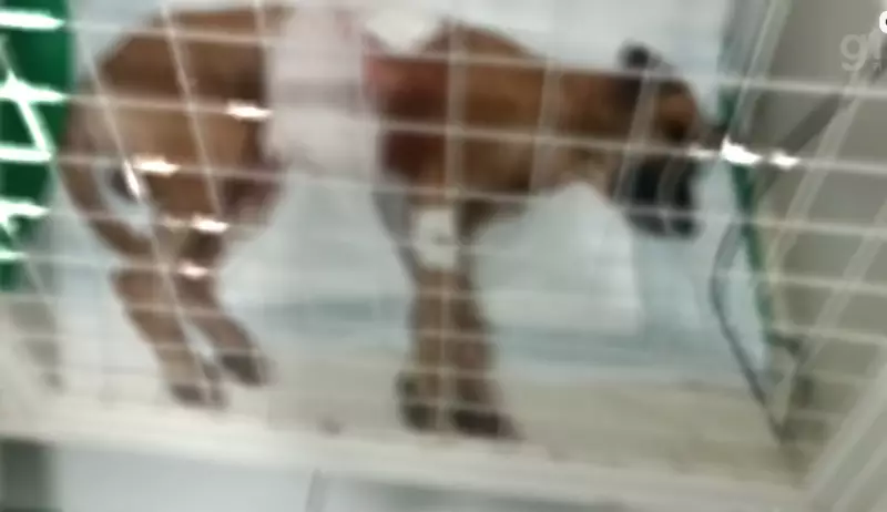 Homem é preso por esfaquear cachorro em Campo Maior, Piauí; animal foi hospitalizado