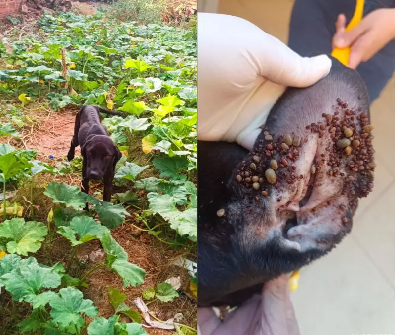 Homem é preso por maus-tratos a cadela em Teresina: animal estava extremamente magro e infestado de carrapatos