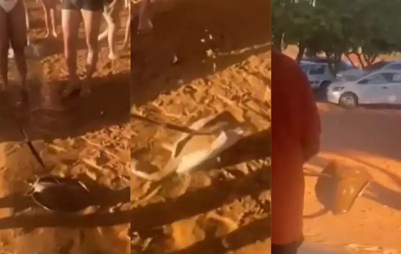 Homem fere arraia em praia de Palmas e joga animal no lixo: polícia investiga caso chocante