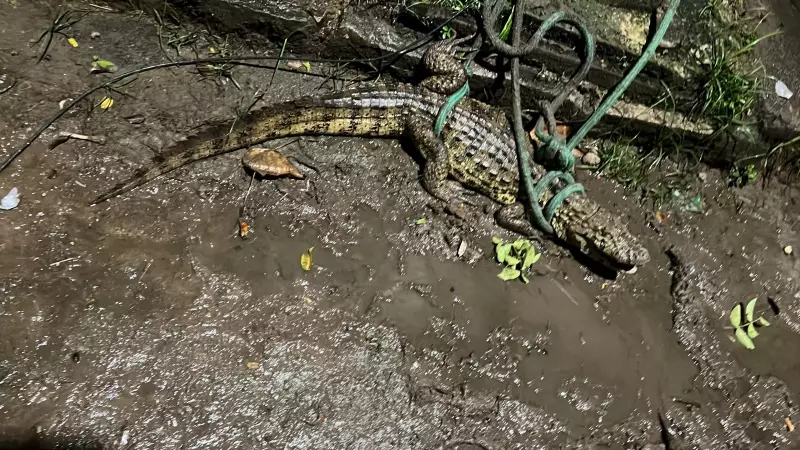 Homem mata jacaré que aguardava resgate e ameaça moradores em Pernambuco — Veja o vídeo chocante