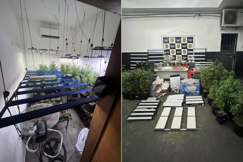 Homem preso por cultivo de maconha é liberado após defender uso medicinal para avó com Alzheimer