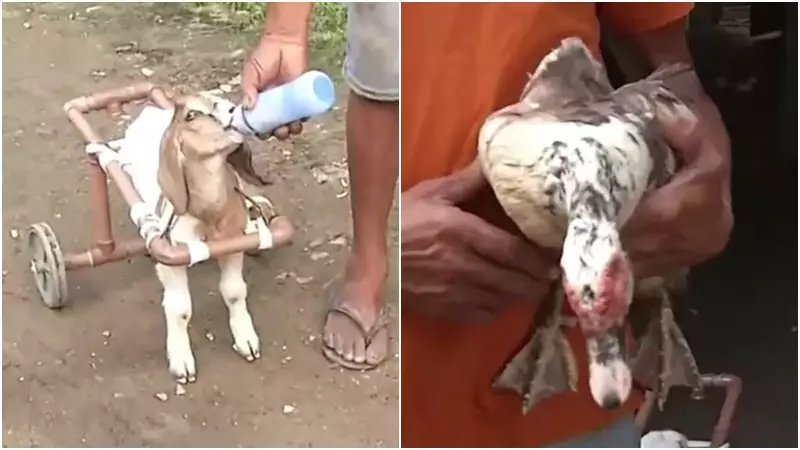 Homem viraliza na web ao criar cabrito cadeirante e pato cego no Ceará