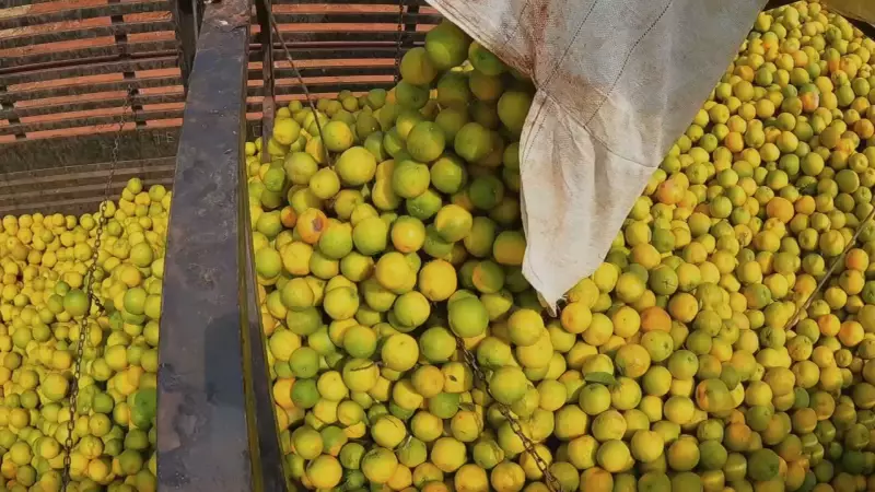 Imposto dos EUA de 50% sobre produtos brasileiros sacode o agronegócio no Centro-Oeste Paulista