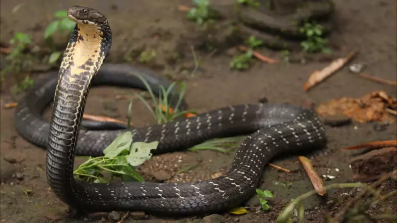 Inacreditável! Menino de 2 anos revida e morde cobra venenosa até matá-la após ser atacado