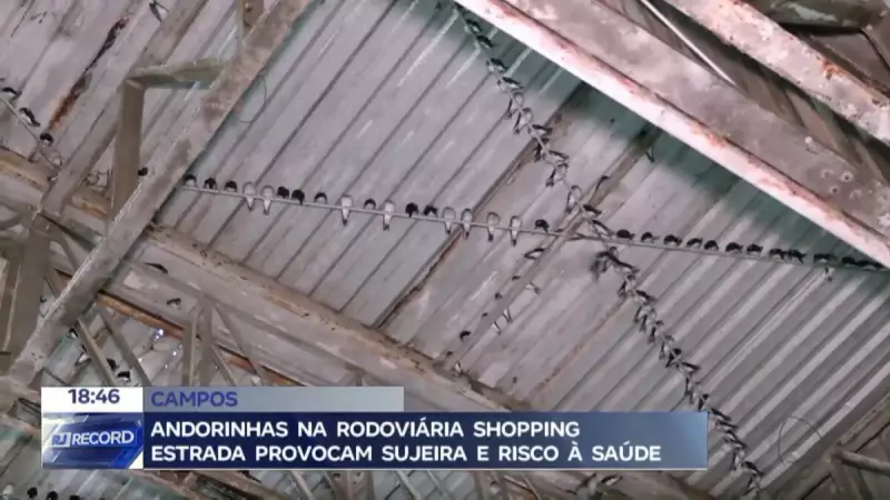 Infestação de andorinhas em terminal rodoviário de Campos-RJ gera sujeira e riscos à saúde
