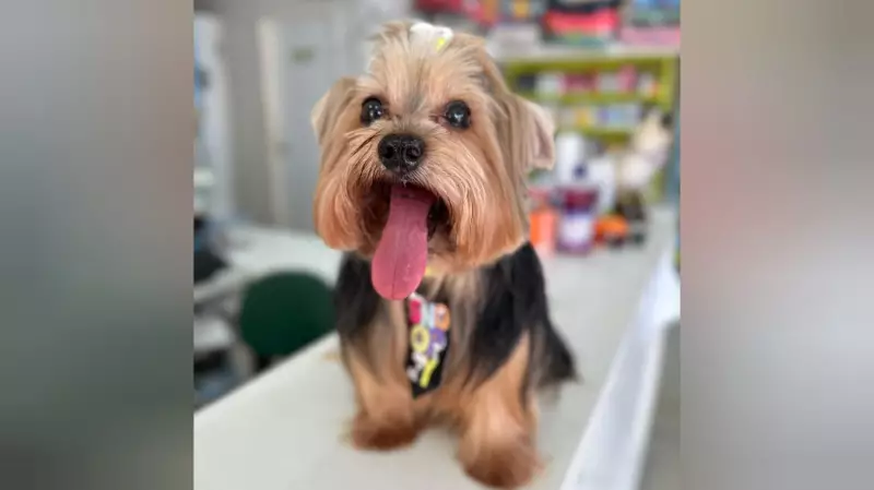 Influenciadora expõe negligência em hospital veterinário após cachorro morrer à espera de cirurgia em Santarém