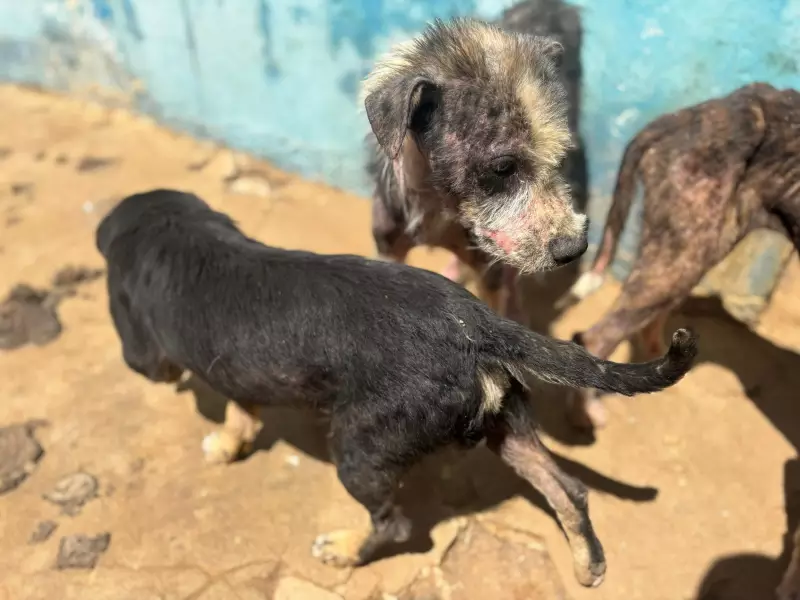 Inspetores encontram mais de 20 cães em condições precárias em canil municipal no Sertão da Paraíba