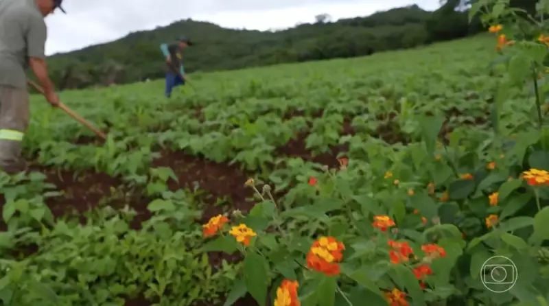 Inverno chega com frio de 12°C em Alagoas e sertanejos celebram após 10 meses de seca