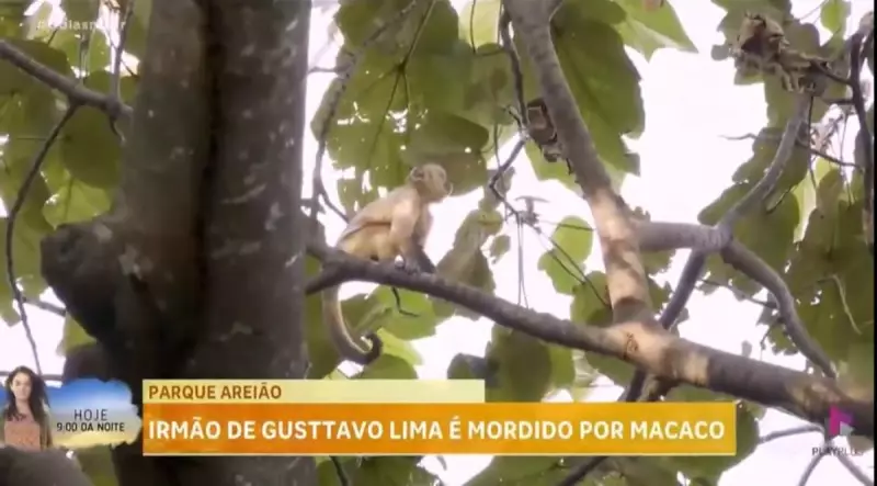 Irmão de Gusttavo Lima é atacado por macaco no Parque Areião em Goiânia: veja detalhes