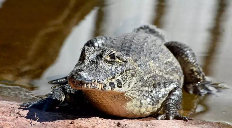 Irmãos jacarés morrem em aquário de MS: laudo aponta doença crônica