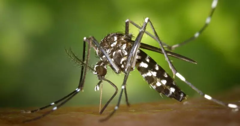 Itajaí registra quarta morte por dengue em 2025: saiba como se proteger