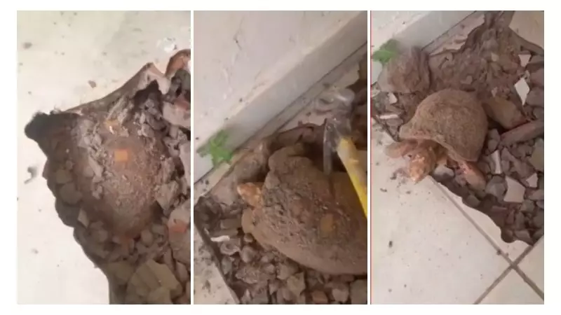 Jabuti resgatado após anos soterrado se recupera e pode voltar à natureza