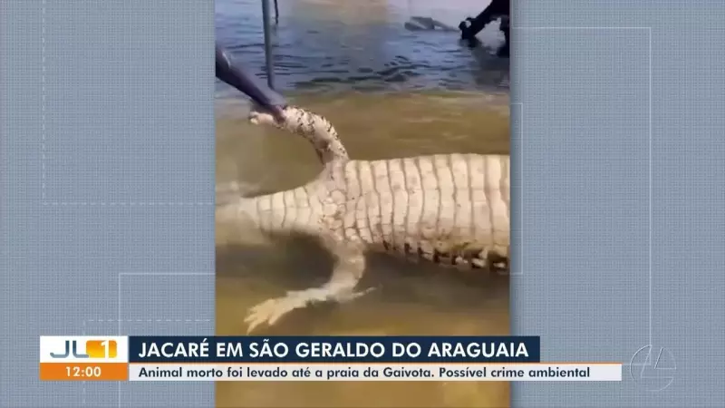 Jacaré é arrastado por barco até praia e causa alvoroço entre banhistas no Rio Araguaia — Veja o vídeo!