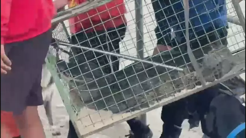 Jacaré é resgatado em praia da Zona Oeste do Rio: veja como foi o salvamento
