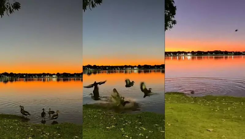 Jacaré invade lagoa e tenta atacar patos em cidade de MS; assista ao vídeo impressionante!