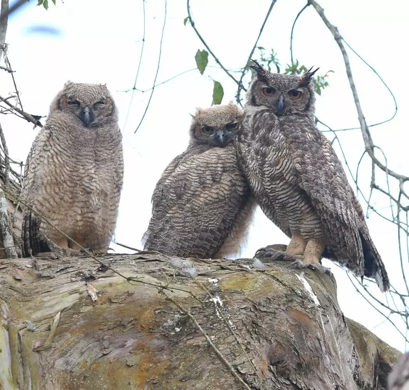 Jacurutus em Guararema: Família rara é flagrada em área urbana de SP — Veja fotos!