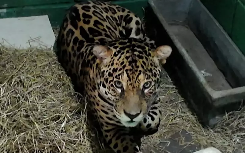 Jaguar percorre 3 mil km para projeto de reprodução no interior de SP: uma jornada pela conservação