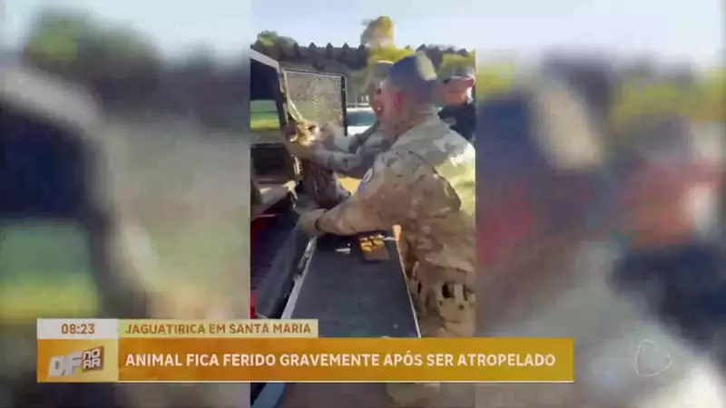 Jaguatirica atropelada em Santa Maria (DF) é resgatada pelo Batalhão Ambiental