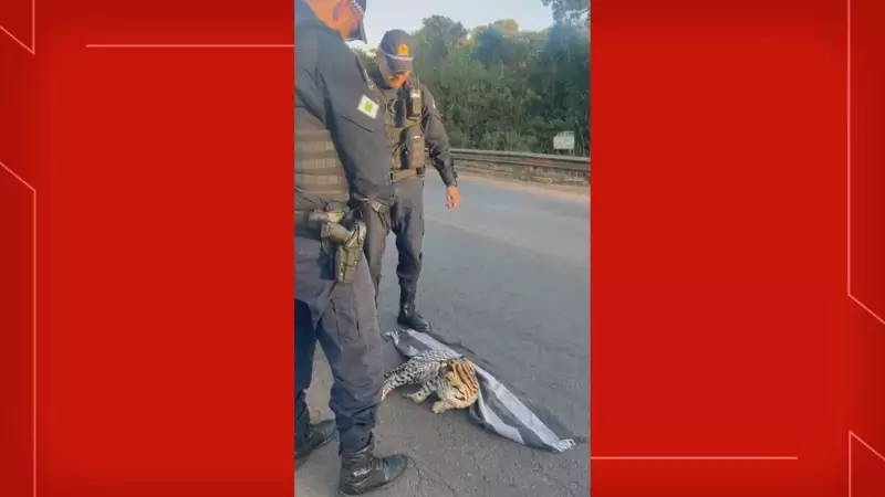 Jaguatirica é atropelada em Santa Maria: veja o emocionante resgate e a luta pela sobrevivência