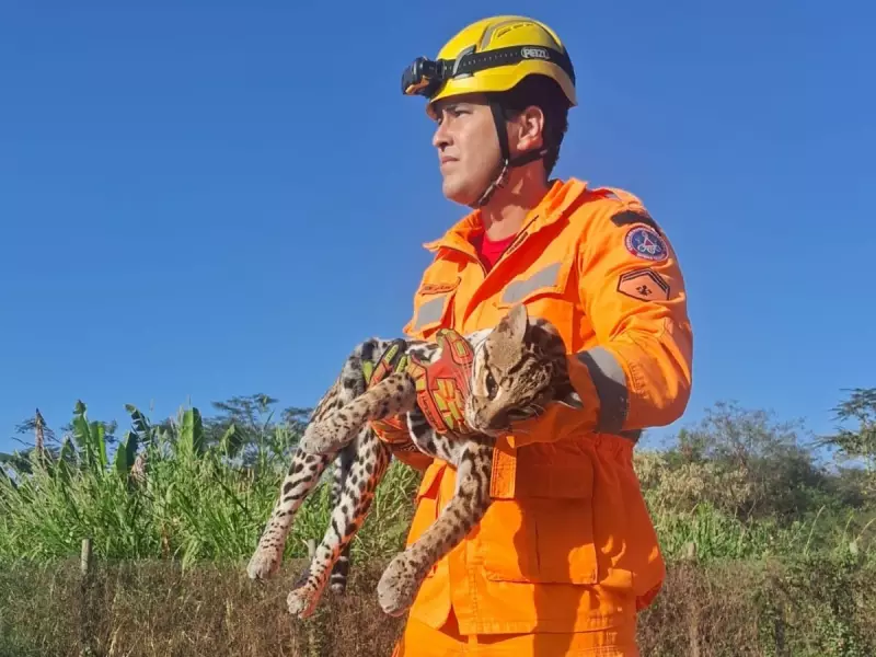 Jaguatirica é encontrada morta em avenida de MG: suspeita de atropelamento choca moradores