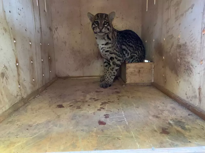 Jaguatirica é resgatada com vida após atropelamento em Teodoro Sampaio - SP