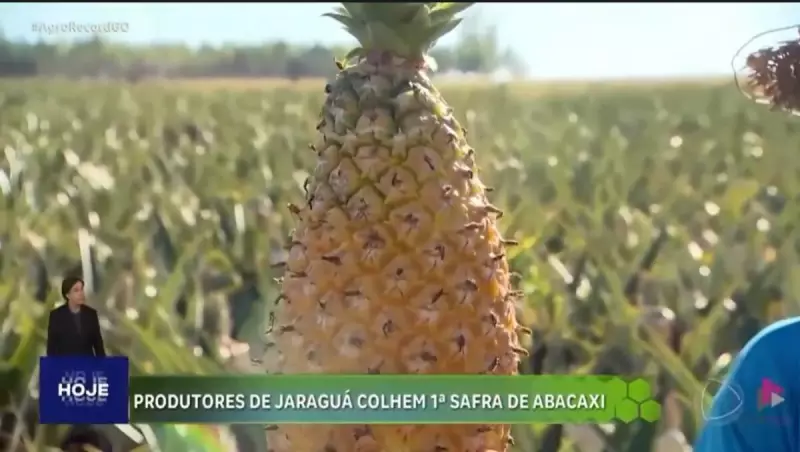 Jaraguá (GO) se destaca no agronegócio com plantação recorde de abacaxi