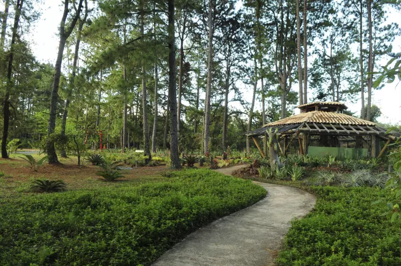 Jardim Botânico de Brasília troca pinheiros por espécies nativas do Cerrado — veja o que muda