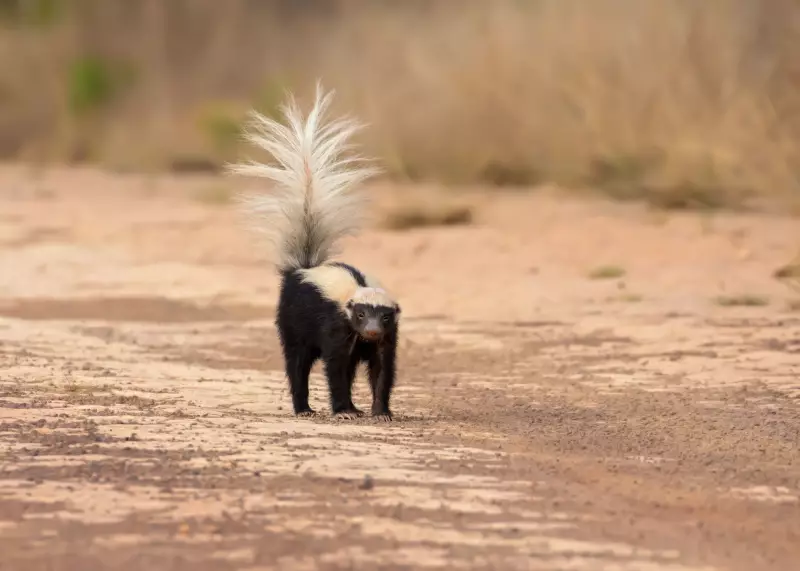 Jaritataca se defende de mulher no Piauí: vídeo mostra comportamento curioso do animal